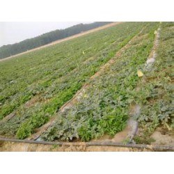 萊蕪內鑲貼片式滴灌廠家|內鑲貼片式滴灌質優(yōu)價優(yōu)