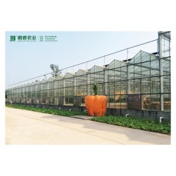 溫室大棚認準明君農業|蔬菜大棚
